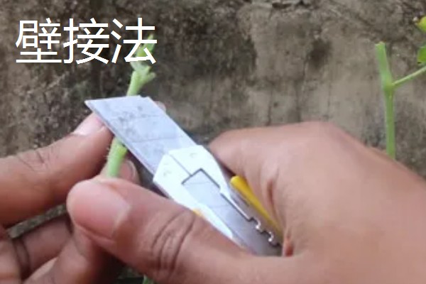茄子的嫁接方法，以壁接、靠接、插接为主