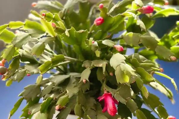 蟹爪兰叶子干瘪发软还能不能活，还可以活