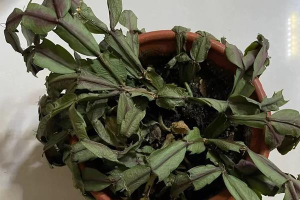 蟹爪兰叶子干瘪发软还能不能活，还可以活
