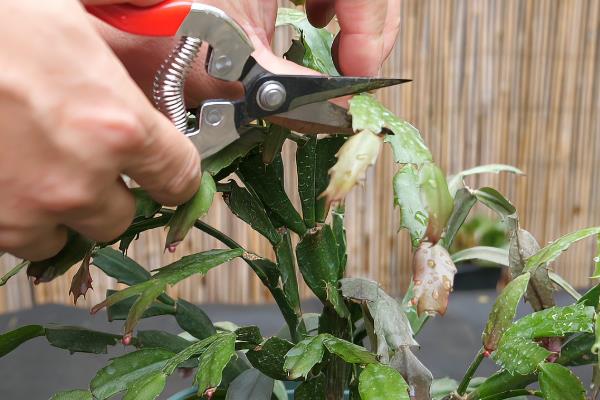 蟹爪兰叶子干瘪发软还能不能活，还可以活