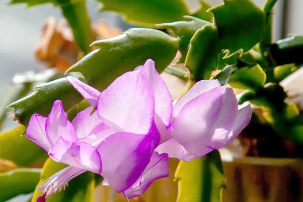 蟹爪兰叶子干瘪发软还能不能活，还可以活