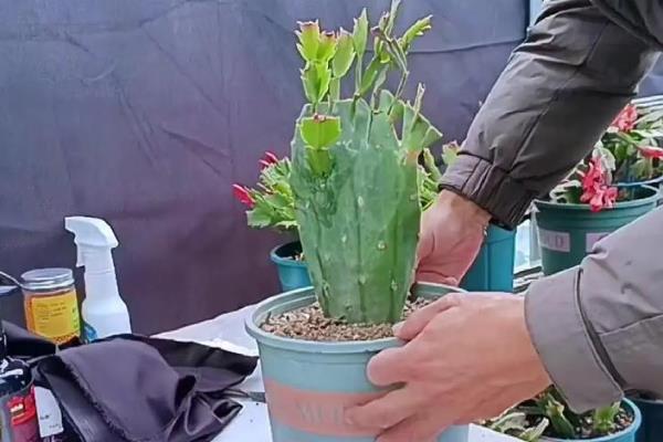 蟹爪兰叶子干瘪发软还能不能活，还可以活