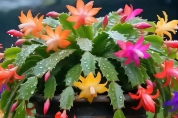 蟹爪兰叶子干瘪发软还能不能活，还可以活