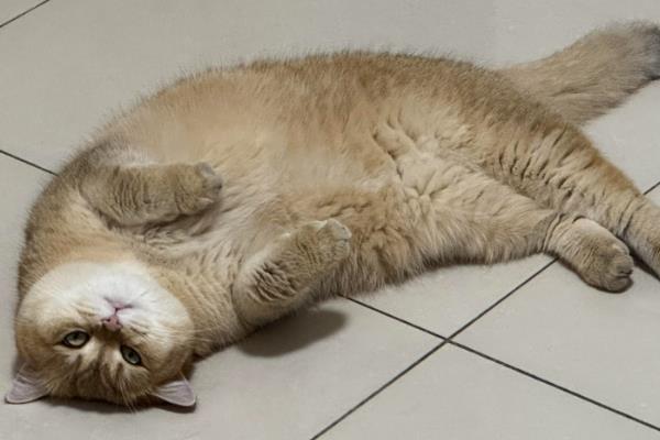 猫咪睡觉时翻白眼的原因,可能是避险本能、感到饥饿等