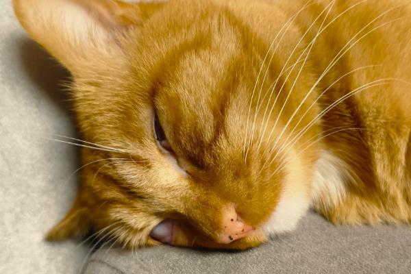 猫咪睡觉时翻白眼的原因,可能是避险本能、感到饥饿等