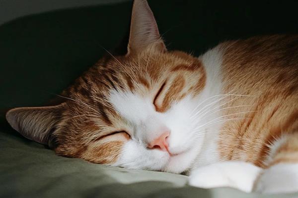 猫咪睡觉时翻白眼的原因,可能是避险本能、感到饥饿等