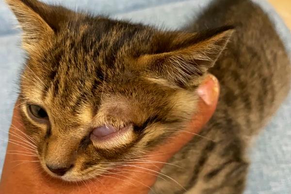 猫咪睡觉时翻白眼的原因,可能是避险本能、感到饥饿等