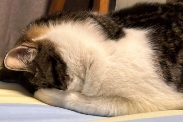 猫咪睡觉时翻白眼的原因,可能是避险本能、感到饥饿等