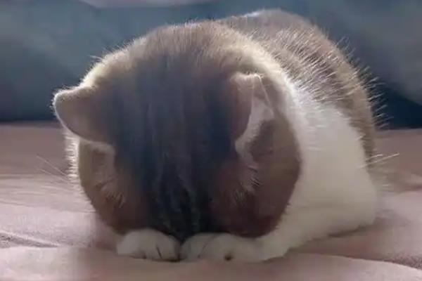 猫咪睡觉时翻白眼的原因,可能是避险本能、感到饥饿等