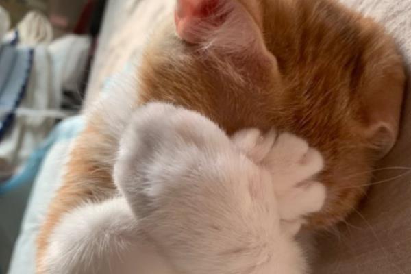 猫咪睡觉时翻白眼的原因,可能是避险本能、感到饥饿等