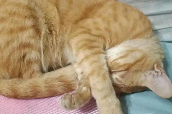 猫咪睡觉时翻白眼的原因,可能是避险本能、感到饥饿等