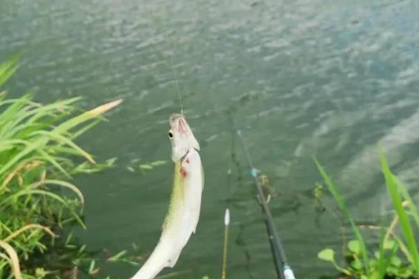 漂相为什么不明显，钓得过钝、线组过大、小鱼闹窝都是常见原因