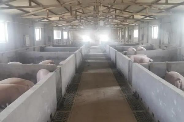 猪舍要每天冲洗吗，夏季可以每天冲洗