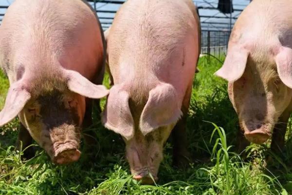 猪舍要每天冲洗吗，夏季可以每天冲洗