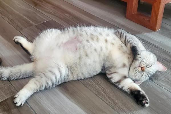 猫膀胱炎的症状，猫会不时舔尿处