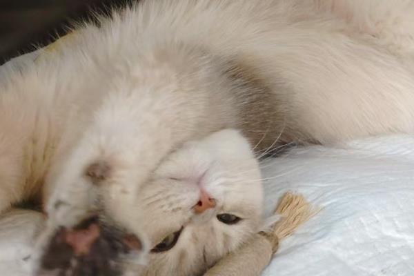 猫膀胱炎的症状，猫会不时舔尿处