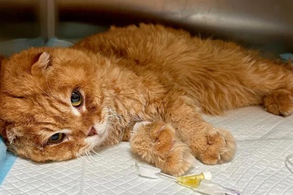 猫膀胱炎的症状，猫会不时舔尿处