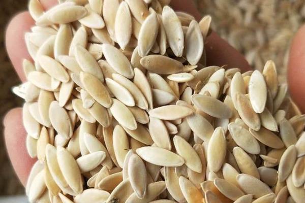 怎么种满地爬黄瓜，要选择宽阔的田地种植