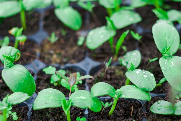 怎么种满地爬黄瓜，要选择宽阔的田地种植