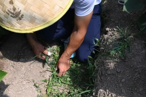 怎么种满地爬黄瓜，要选择宽阔的田地种植