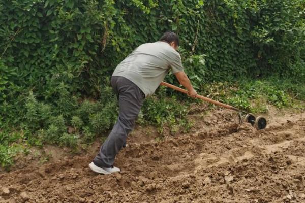 怎么种满地爬黄瓜，要选择宽阔的田地种植