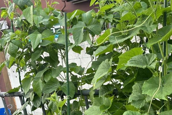 怎么种满地爬黄瓜，要选择宽阔的田地种植