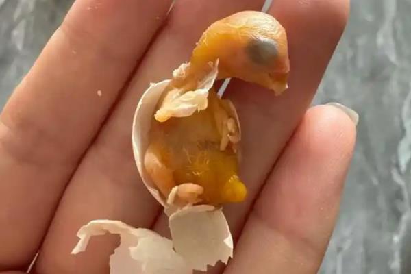 鹦鹉蛋里有叫声到破壳需要多久，还需要经过3-7天