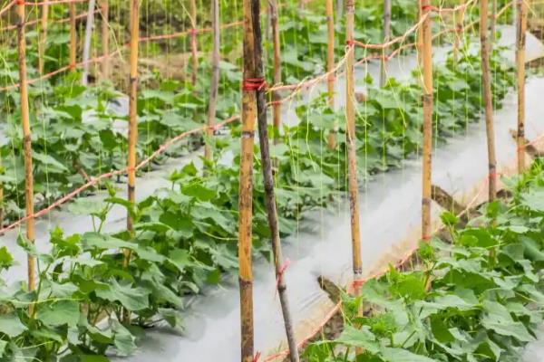 怎么种满地爬黄瓜，要选择宽阔的田地种植