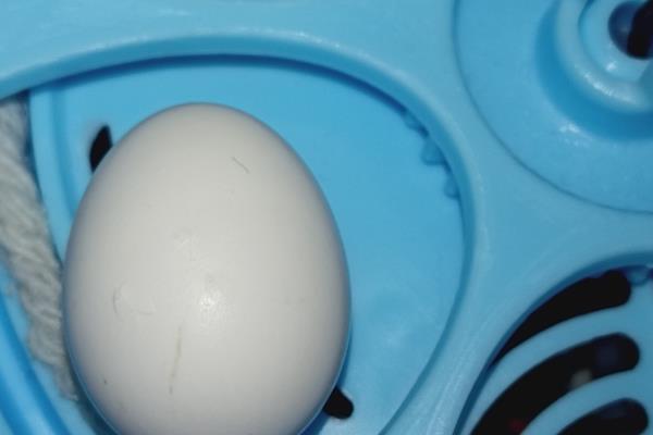 鹦鹉蛋里有叫声到破壳需要多久，还需要经过3-7天