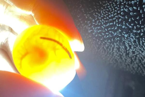 鹦鹉蛋里有叫声到破壳需要多久，还需要经过3-7天