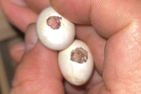 鹦鹉蛋里有叫声到破壳需要多久，还需要经过3-7天