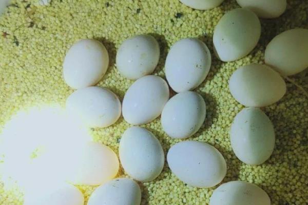 鹦鹉蛋里有叫声到破壳需要多久，还需要经过3-7天