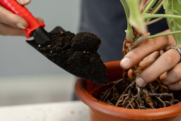 让盆栽植物茂盛生长的方法，每隔3个月要追肥一次