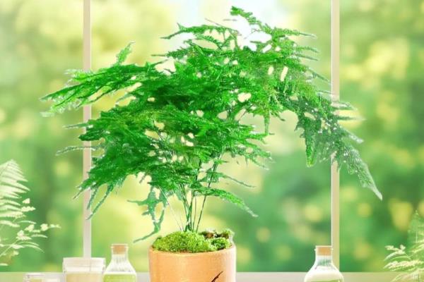 让盆栽植物茂盛生长的方法，每隔3个月要追肥一次