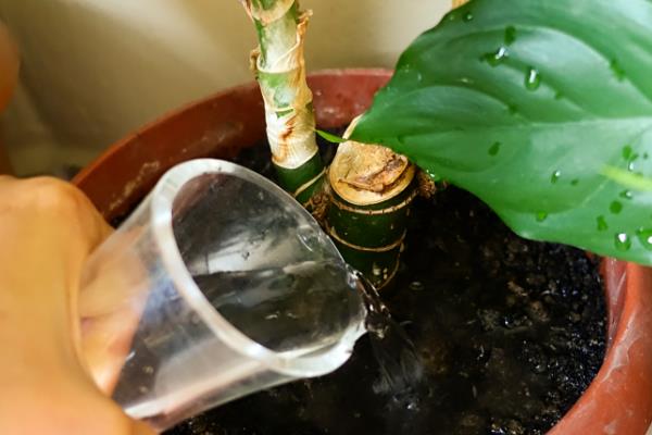 让盆栽植物茂盛生长的方法，每隔3个月要追肥一次