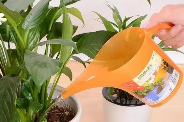 让盆栽植物茂盛生长的方法，每隔3个月要追肥一次