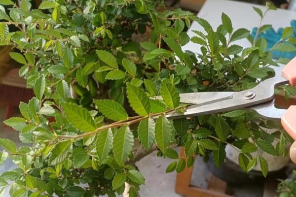 让盆栽植物茂盛生长的方法，每隔3个月要追肥一次