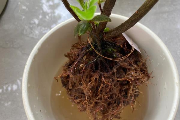 让盆栽植物茂盛生长的方法，每隔3个月要追肥一次