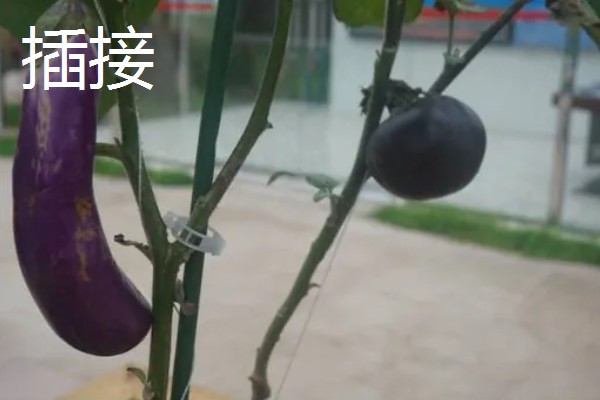 茄子的嫁接方法，以壁接、靠接、插接为主