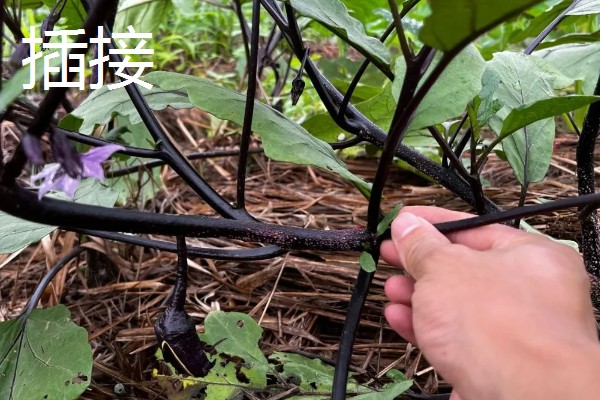 茄子的嫁接方法，以壁接、靠接、插接为主