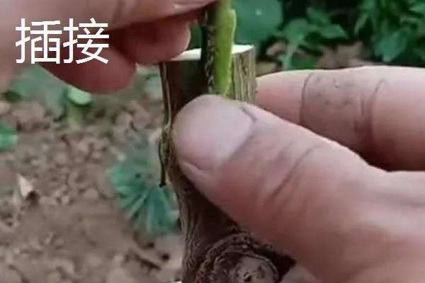 茄子的嫁接方法，以壁接、靠接、插接为主