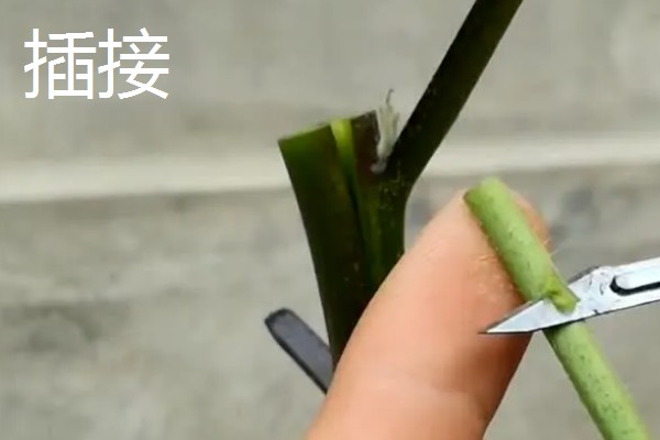 茄子的嫁接方法，以壁接、靠接、插接为主