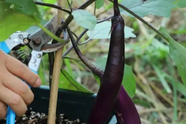 茄子的嫁接方法，以壁接、靠接、插接为主