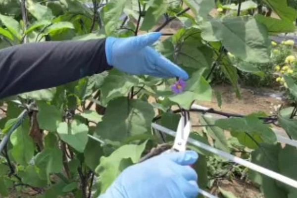 茄子的嫁接方法，以壁接、靠接、插接为主