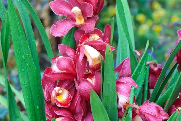 大花蕙兰没根能不能成活，失去根系会逐渐枯死