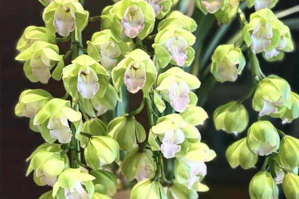 大花蕙兰没根能不能成活，失去根系会逐渐枯死