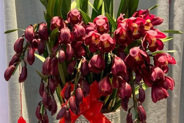 大花蕙兰没根能不能成活，失去根系会逐渐枯死