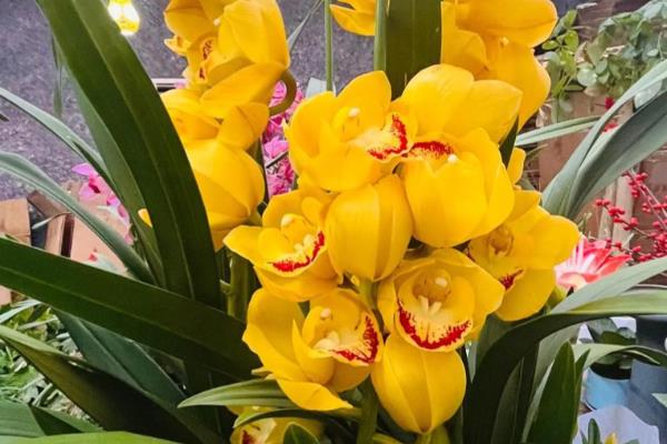 大花蕙兰没根能不能成活，失去根系会逐渐枯死