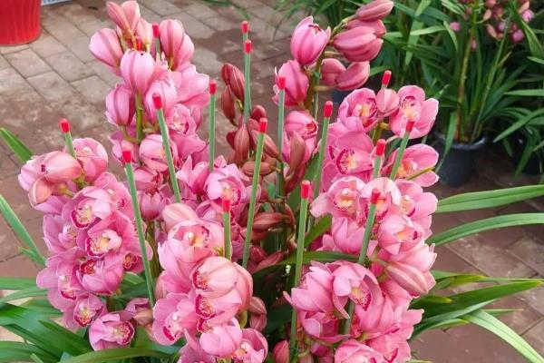 大花蕙兰没根能不能成活，失去根系会逐渐枯死