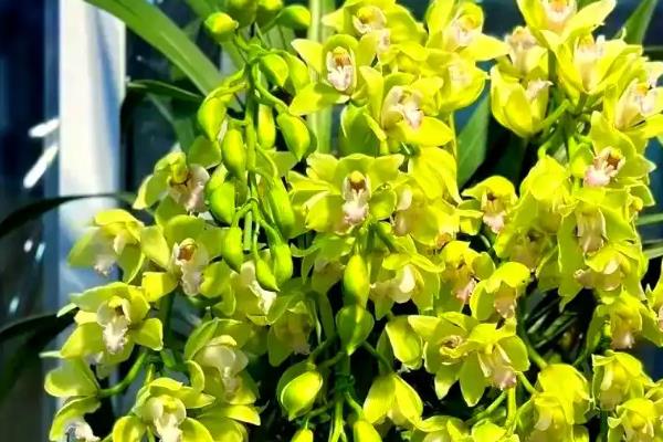 大花蕙兰没根能不能成活，失去根系会逐渐枯死